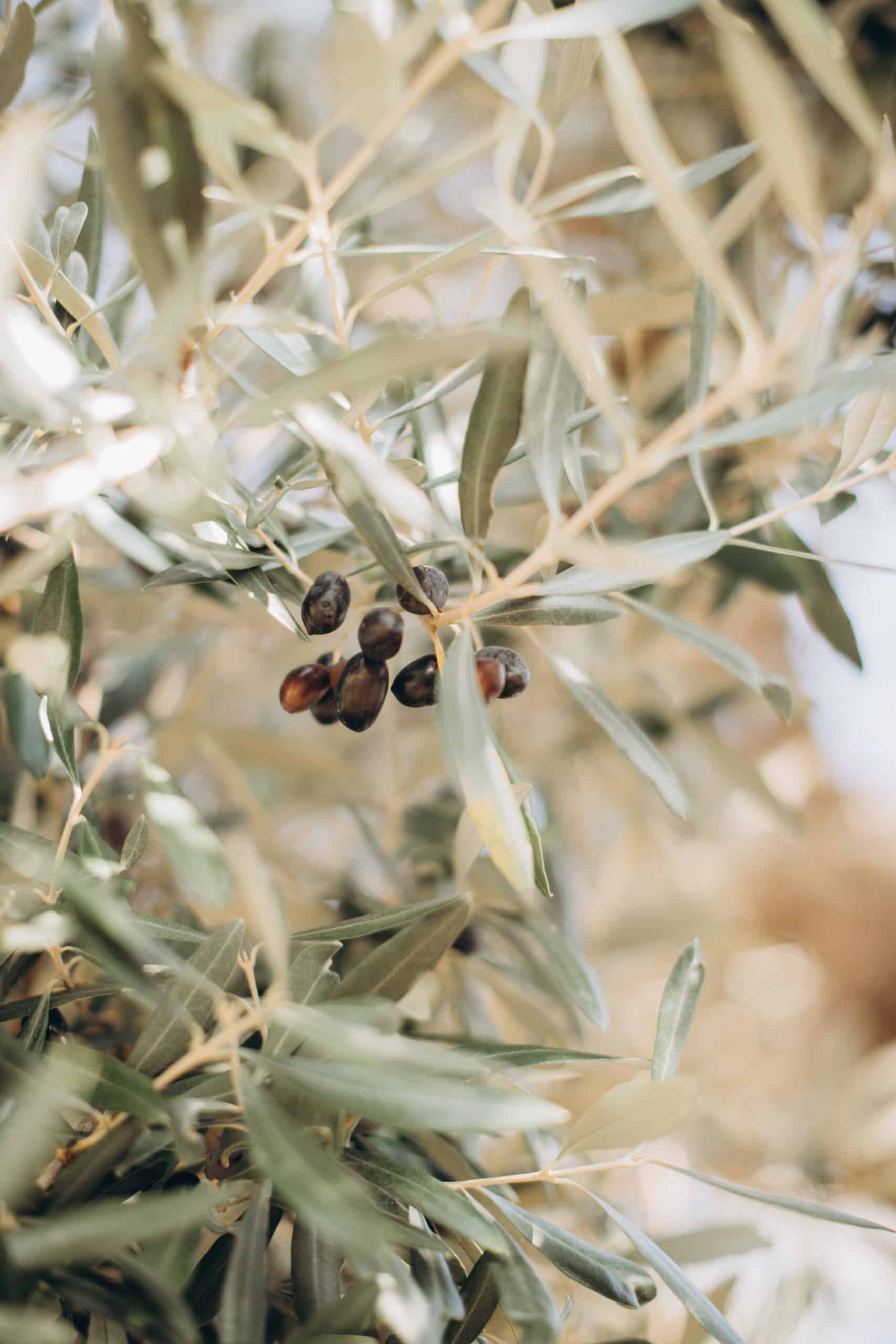 тысячилетние оливковые деревья, Апулия