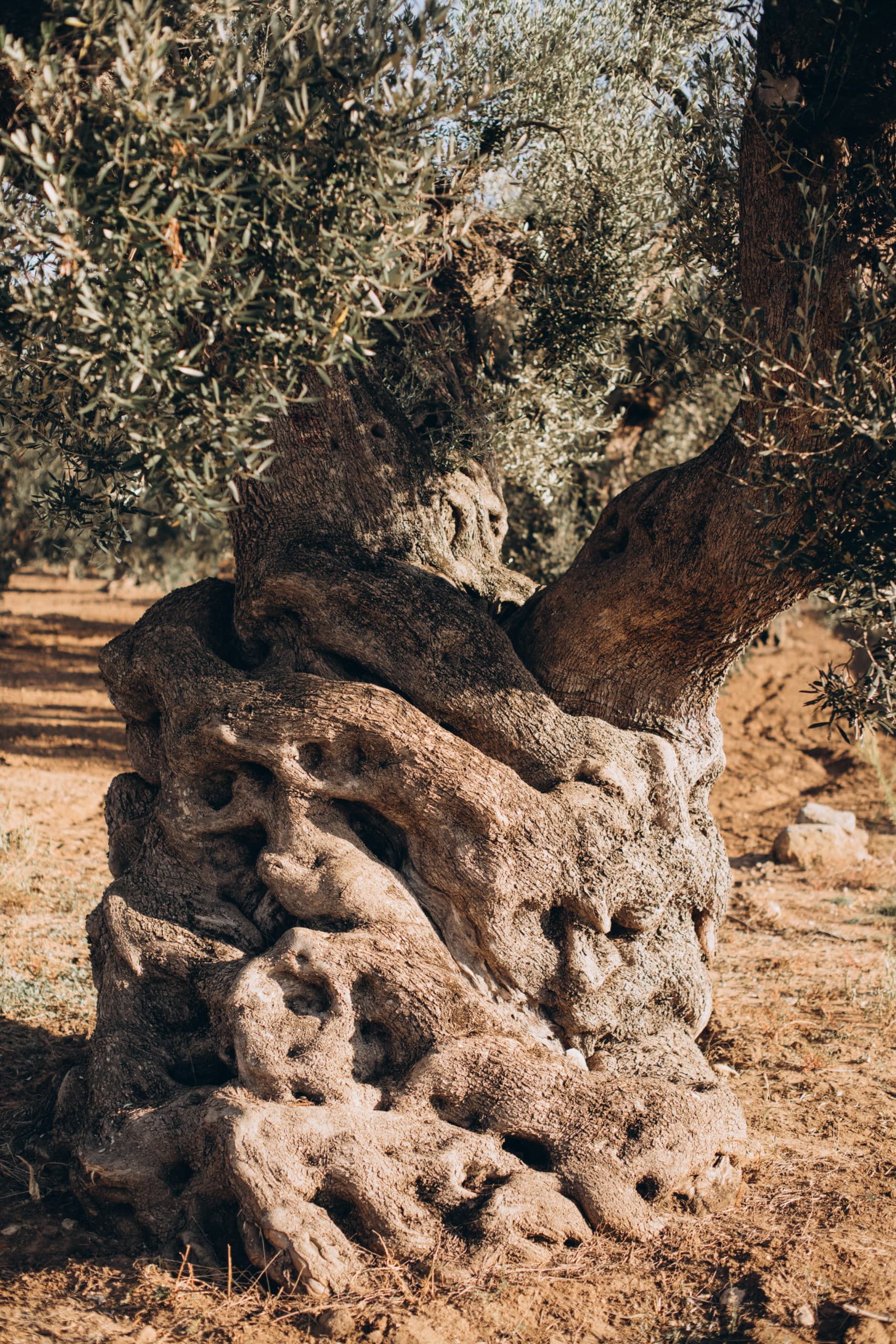 тысячилетние оливковые деревья, Апулия