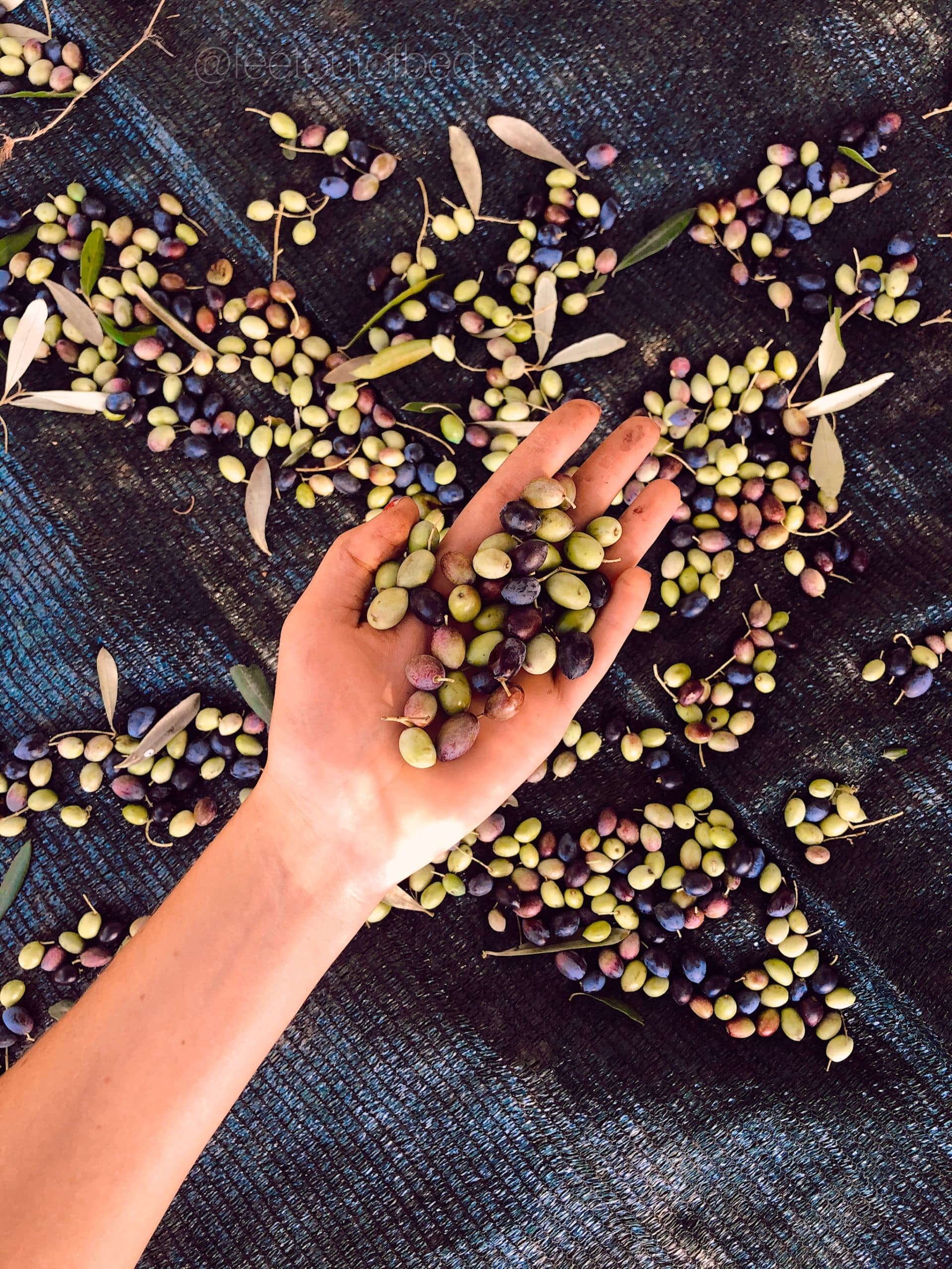 дегустация оливкового масла Апулия