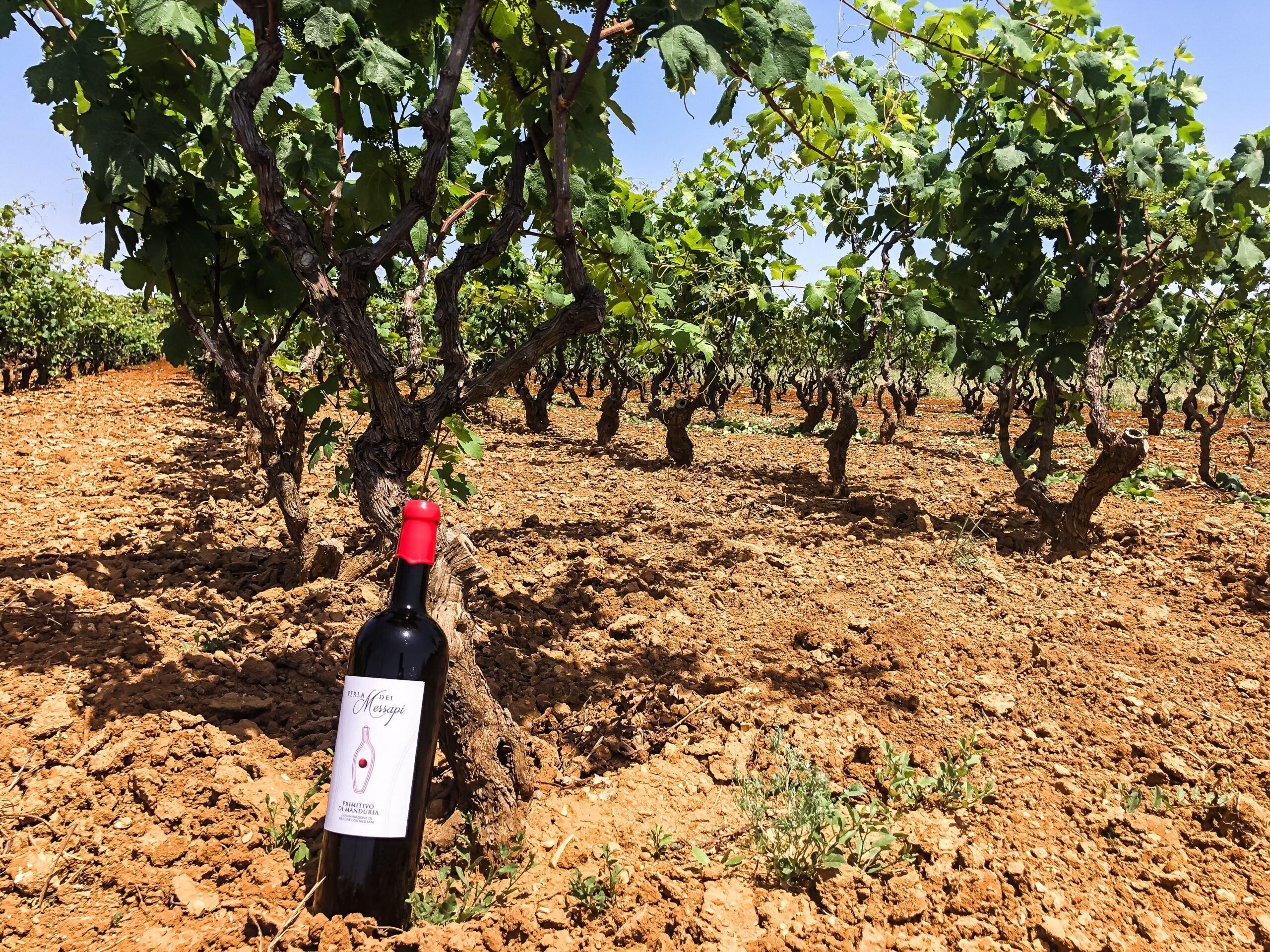 primitivo di Mnaduria DOP, Manduria, vinery, Puglia, photo